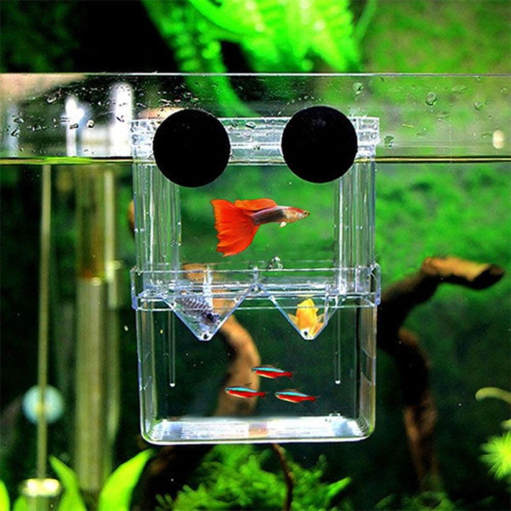 Tank For Baby Fishes Guppy Aqu – Aquarium Fish Reproduction recenzja i cena