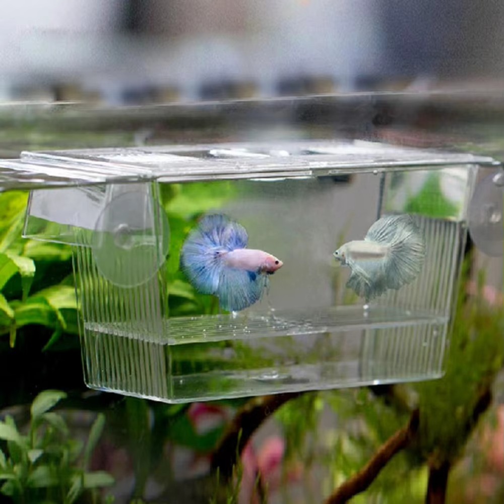 Creative Acrylic Fish Tank Bre – Aquarium Fish Reproduction recenzja i cena