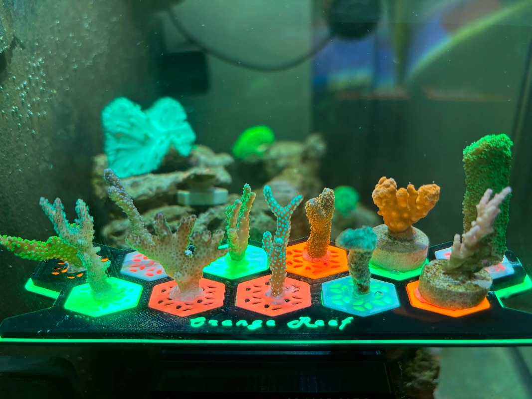 Fluorescent Coral Frag Plugs L – Aquarium Fish Reproduction recenzja i cena