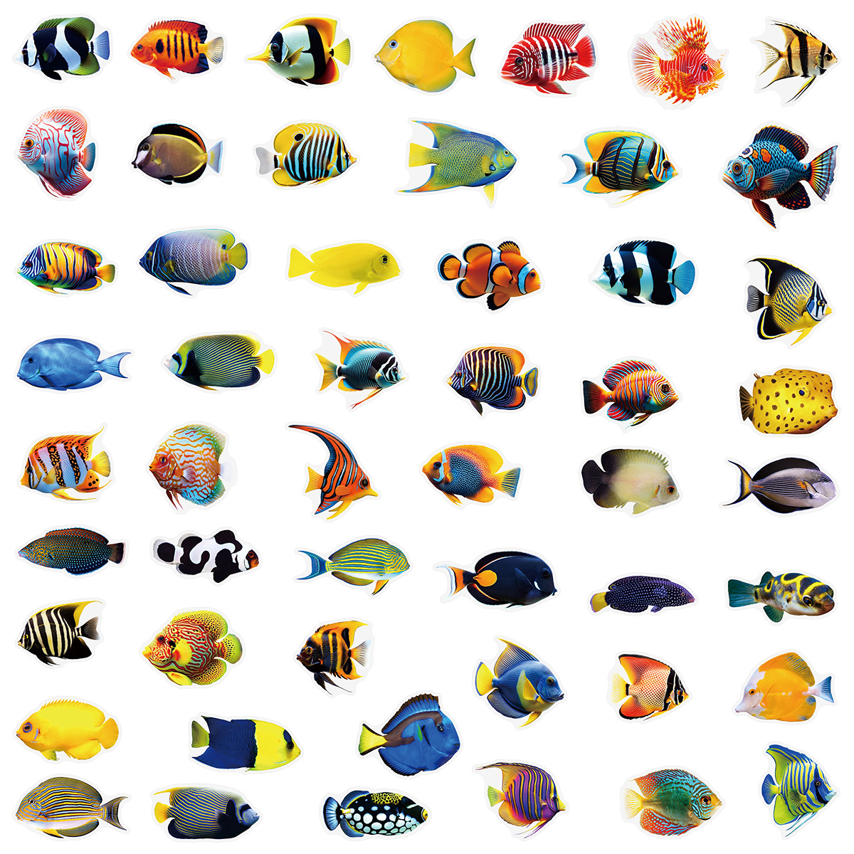 50/100 Pcs PET Transparent Mar – Aquarium Fish Marine recenzja i cena
