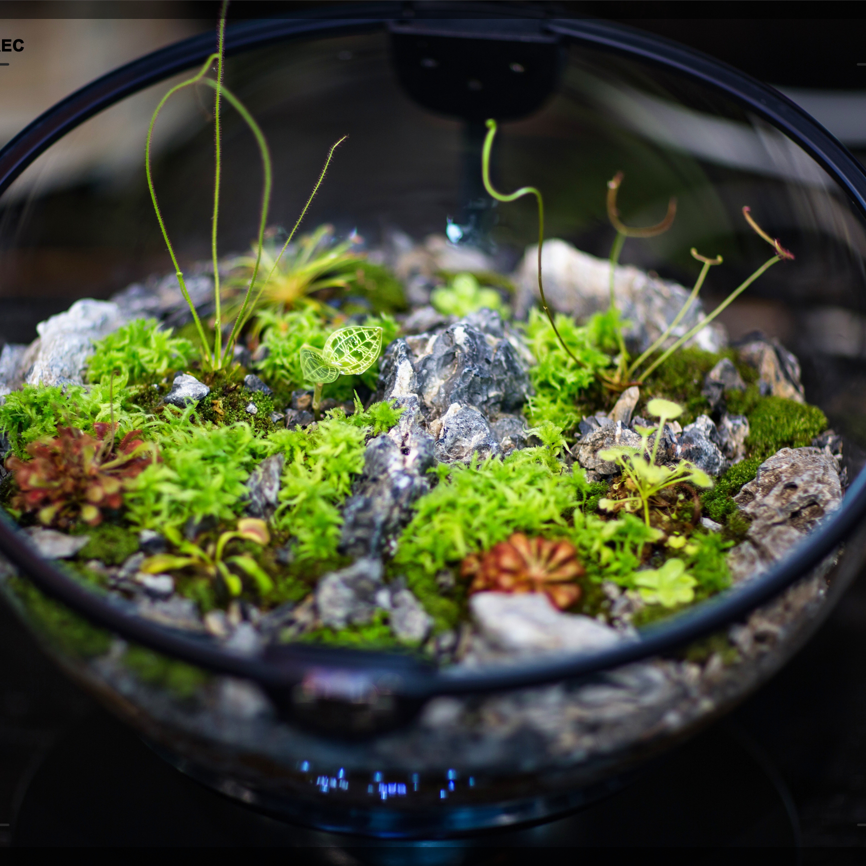 Hot Sales Acrylic Material  Ba – Aquarium Fish For Sale recenzja i cena