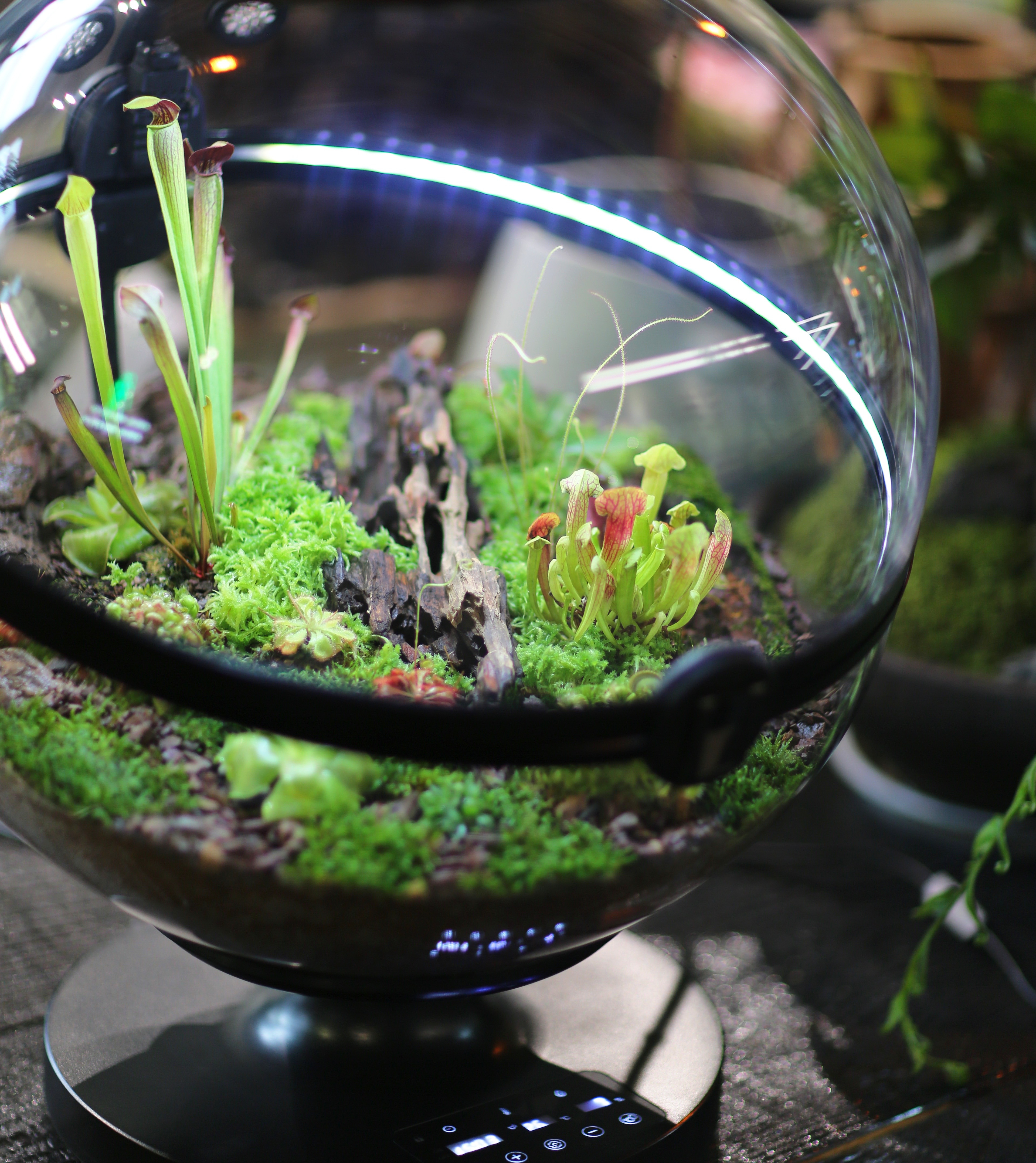 Hot Sales Acrylic Material  Ba – Aquarium Fish For Sale recenzja i cena