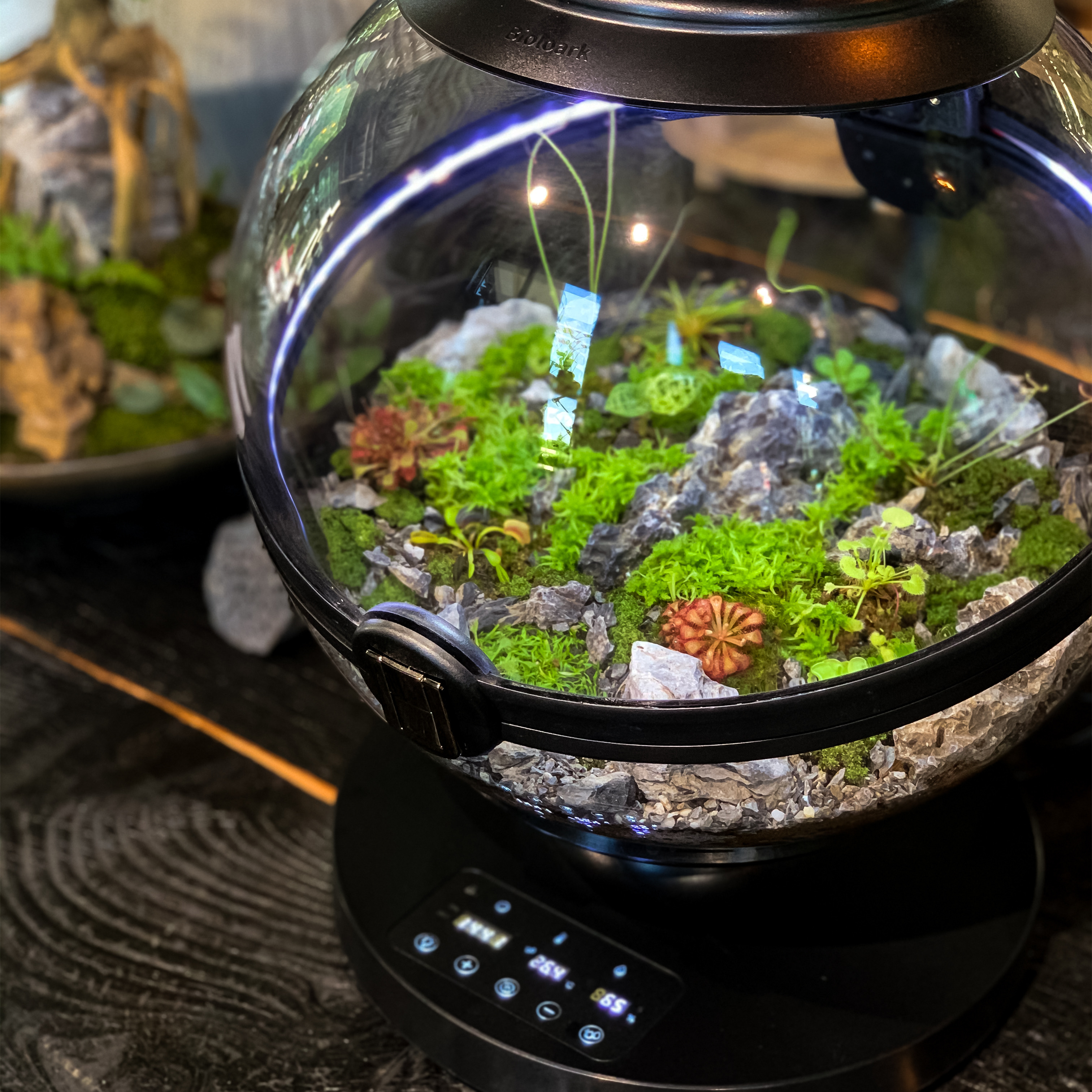 Hot Sales Acrylic Material  Ba – Aquarium Fish For Sale recenzja i cena