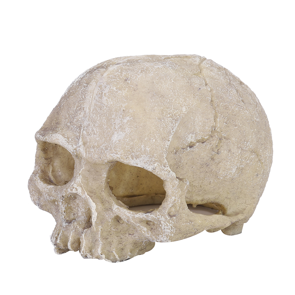 Resin Simulated Head Bone Skul – Aquarium Fish Marine recenzja i cena