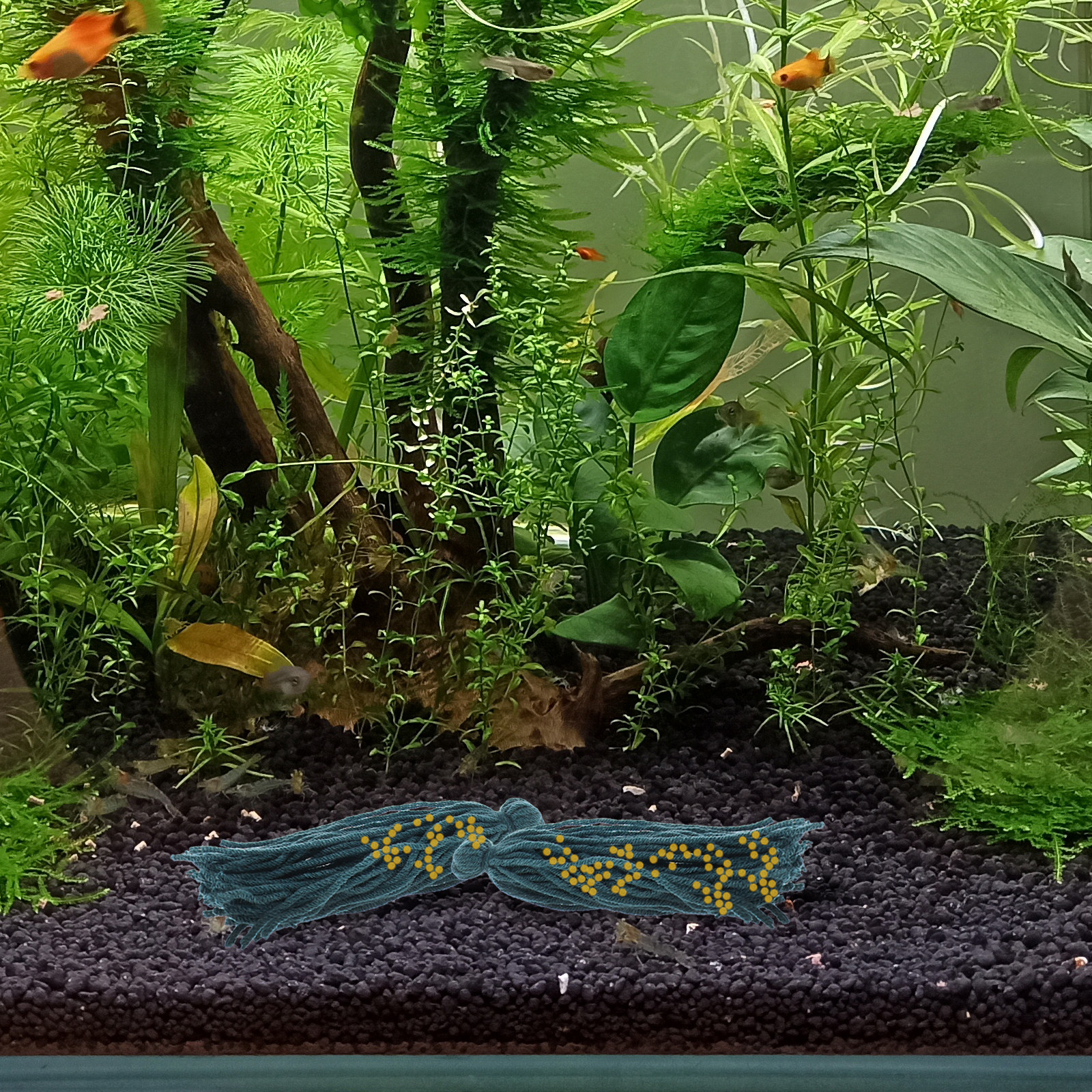 5 Pcs Mop Fish Floating Spawni – Aquarium Fish Reproduction recenzja i cena